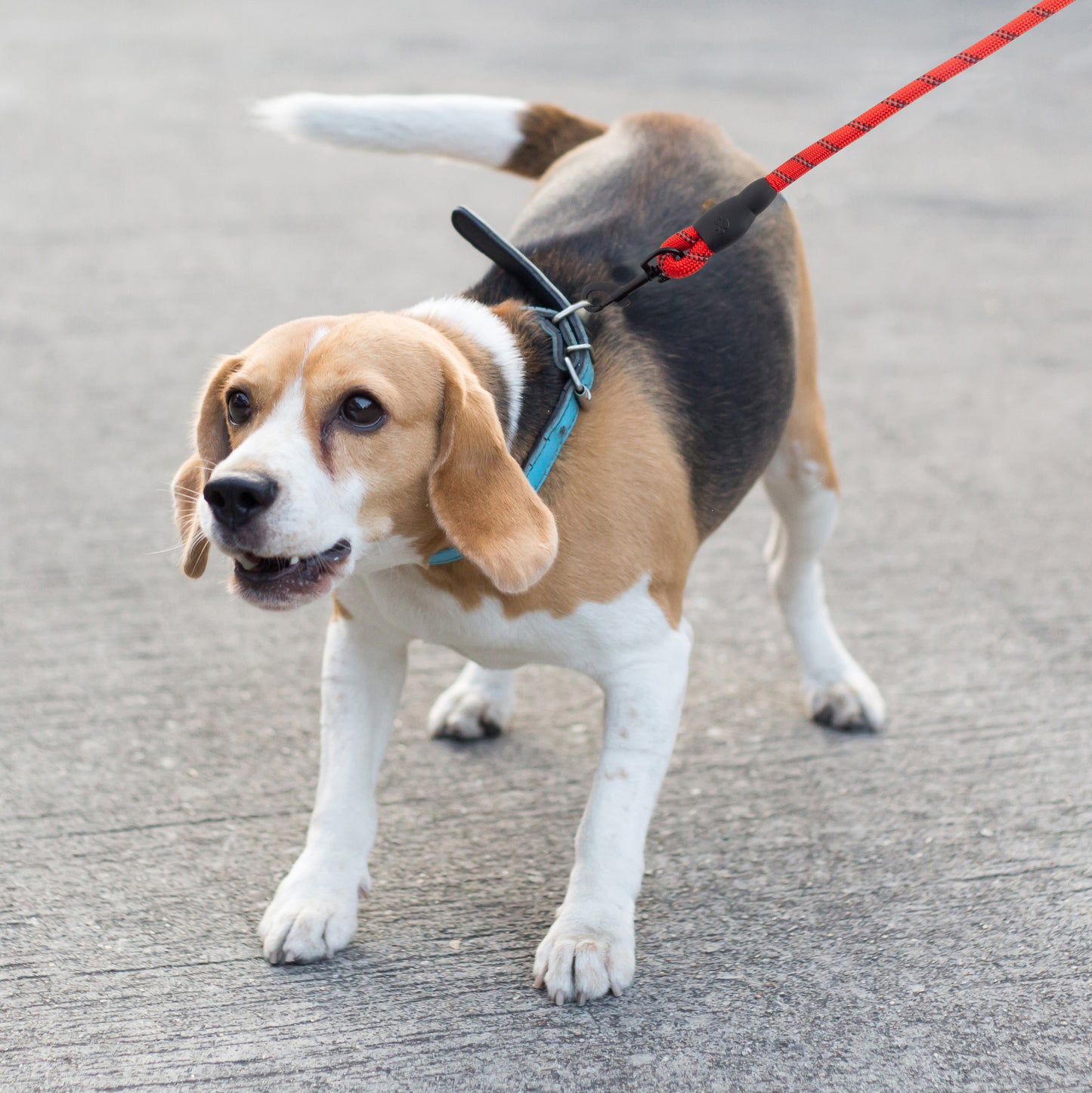 Heavy-Duty Reflective Dog Lead – Red | 13mm Rope Dog Lead for Large Dogs