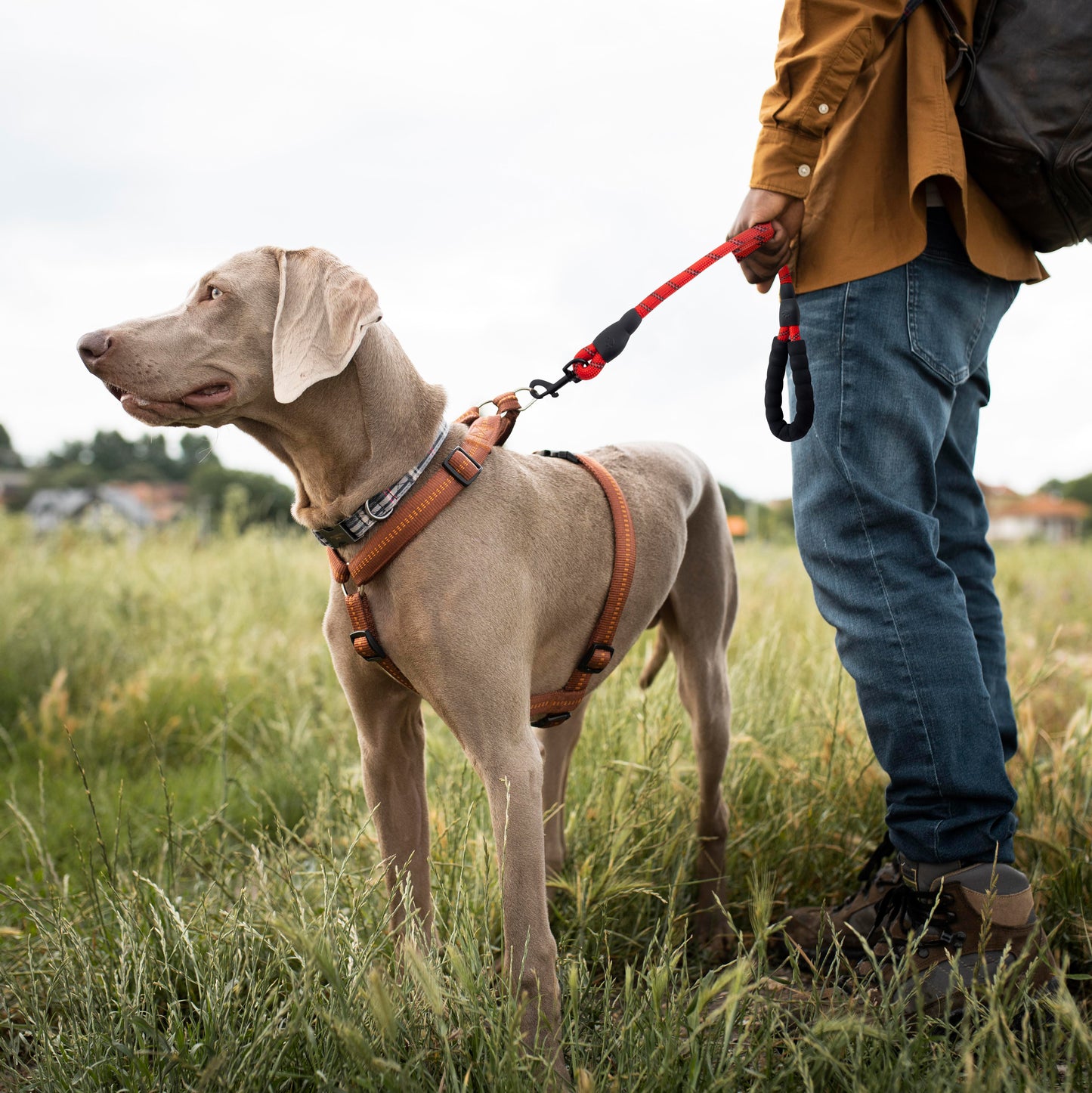 Hundeleinen für große Hunde – gut sichtbare Hundeleinen, 1,5 Meter lange Leine, dicke 13 mm Anti-Zug-Hundeleine, rotes Doppelpack