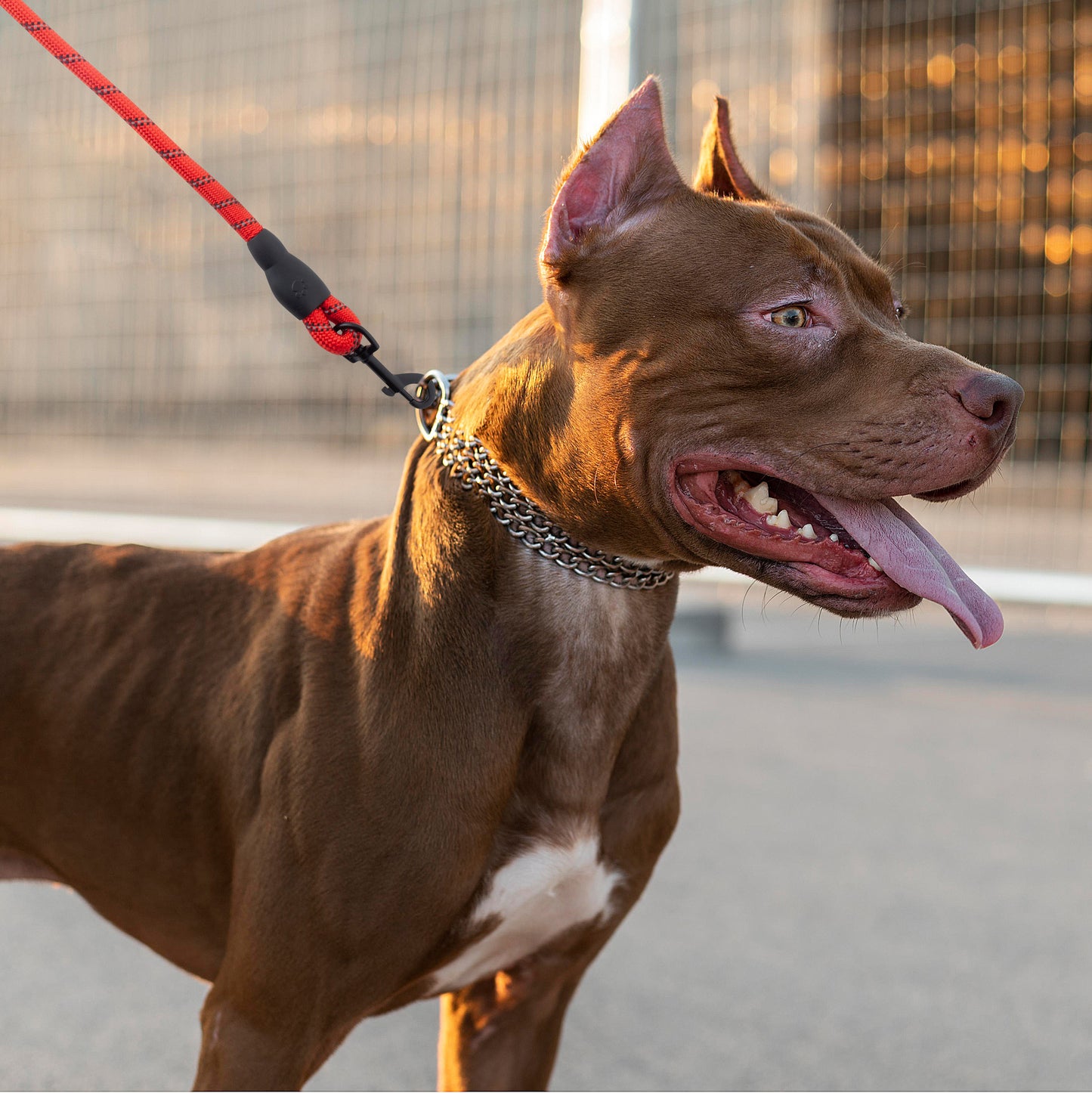 Hundeleinen für große Hunde – gut sichtbare Hundeleinen, 1,5 Meter lange Leine, dicke 13 mm Anti-Zug-Hundeleine, rotes Doppelpack