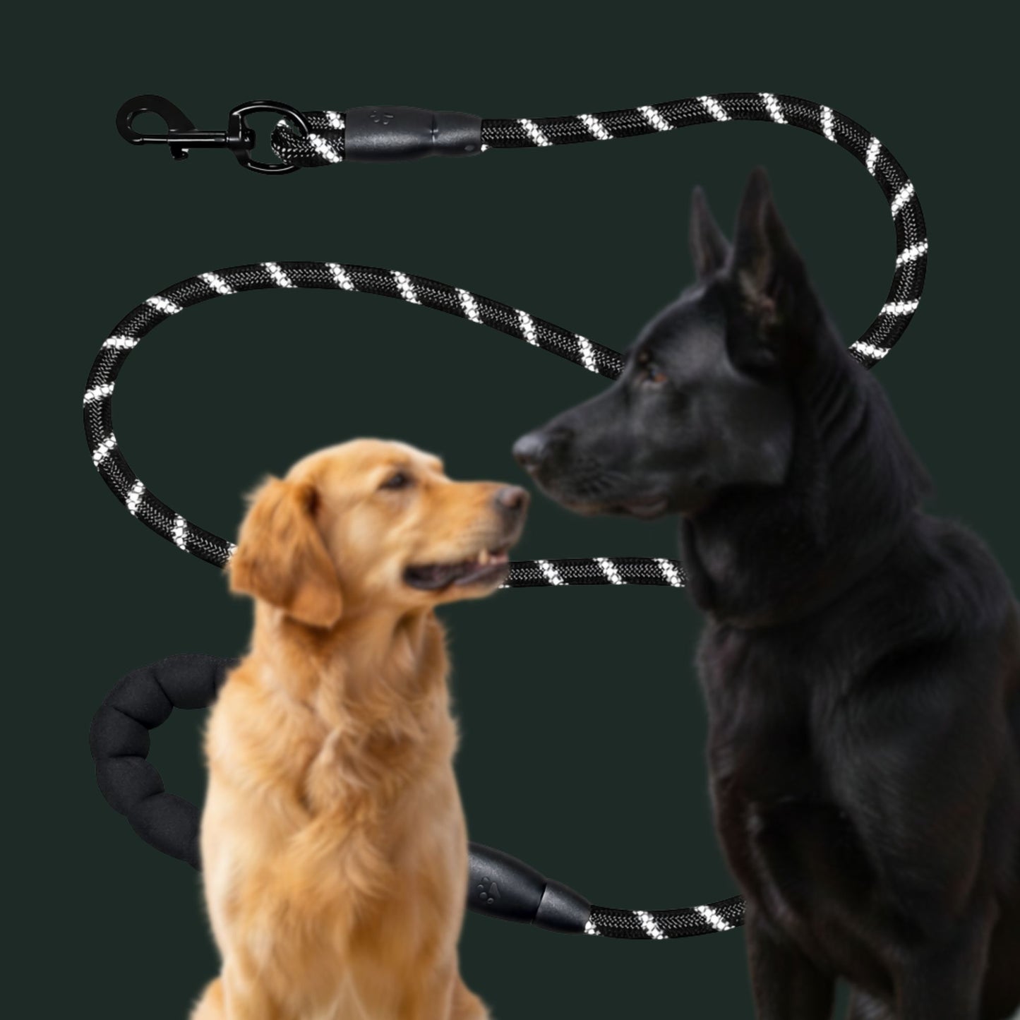 Spannerlife dog lead with two dogs, a golden retriever and a black dog, with a black and white rope leash in the background.
